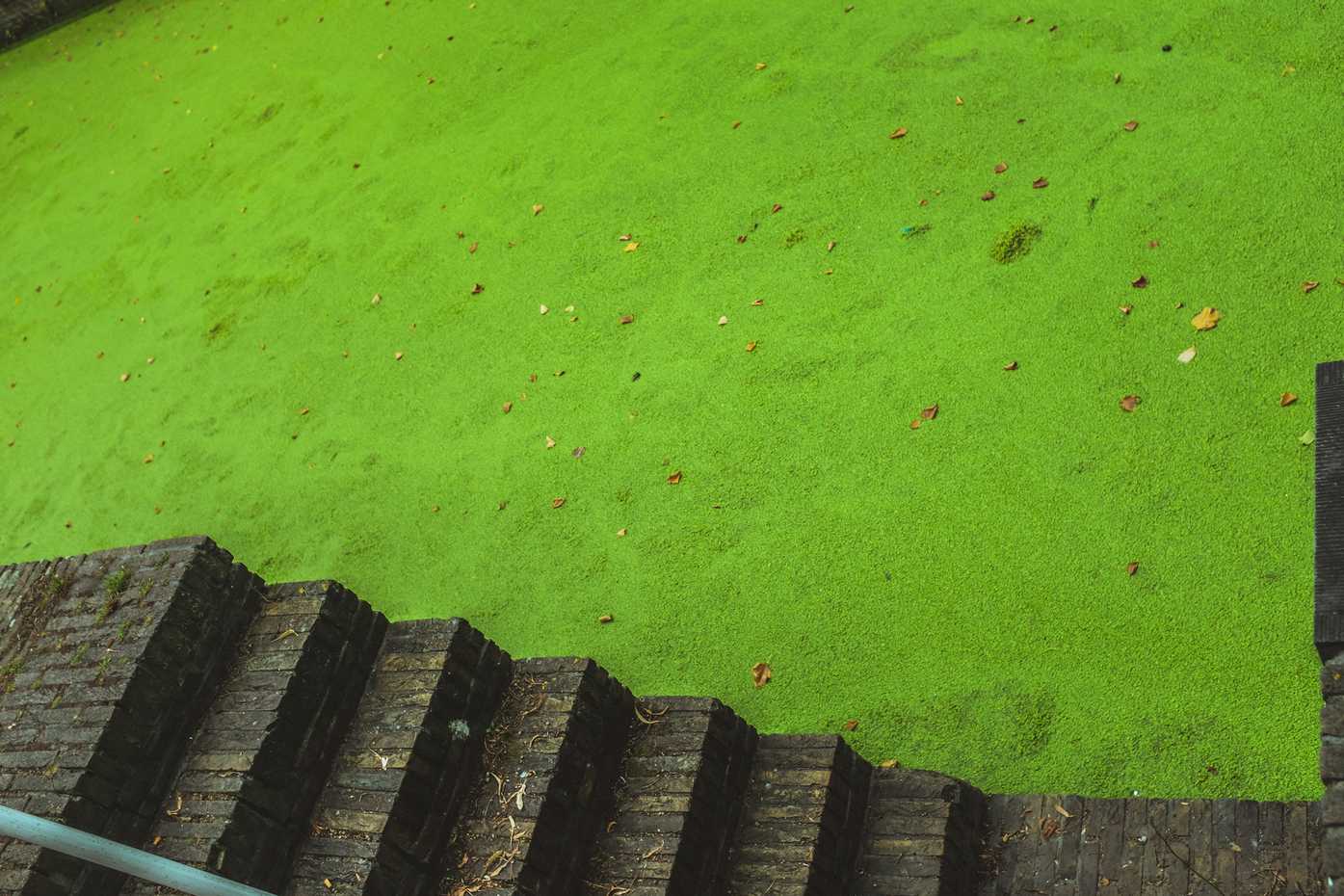 A canal covered in bright-green duckweed