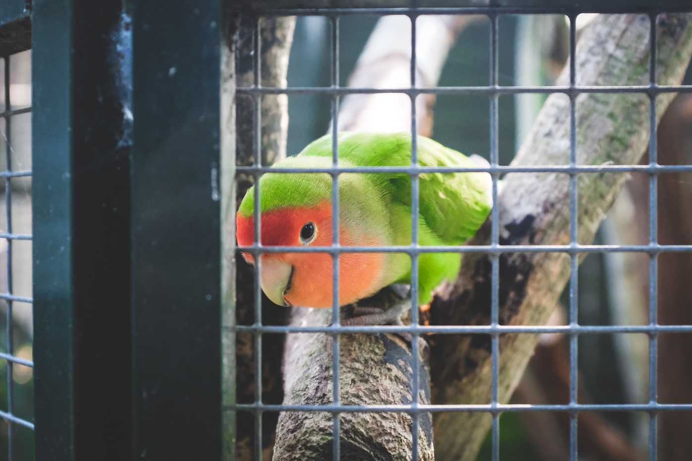 A small parrot in a cage